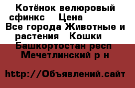 Котёнок велюровый сфинкс. › Цена ­ 15 000 - Все города Животные и растения » Кошки   . Башкортостан респ.,Мечетлинский р-н